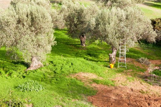 Olive tree garden being harvested: metal ladder leaning in olive tree (Olea europaea) with bucket at the bottom.