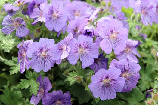 a close up of purple flowers in full bloom