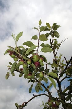 ripe apples in a tree against a sky background