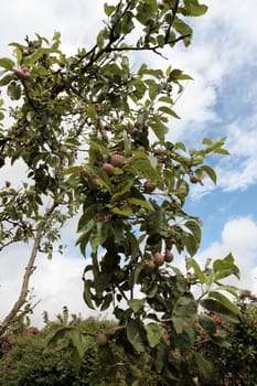 ripe apples in a tree against a sky background