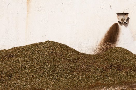 Pile of olive leaves separated from the olives before being milled for olive oil.