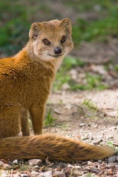 yellow mongoose or red meerkat lives on grasslands in Africa