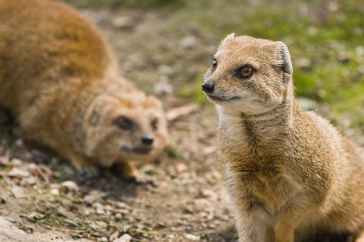 yellow mongoose angry and agressive behaviour