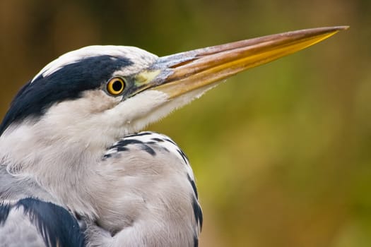 Grey heron with autumn colors in the background