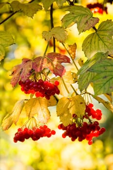 Guelder Rose, also called Water Elder, European Cranberrybush, Cramp Bark or Snowball Tree with red berries and colored leaves with autumn colors background in october