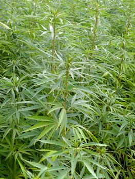 portrait of industrial hemp field in europe