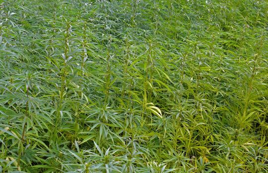 portrait of industrial hemp field in europe