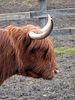 portrait of highland cattle scratching side