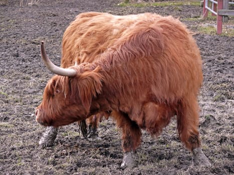 portrait of highland cattle scratching side
