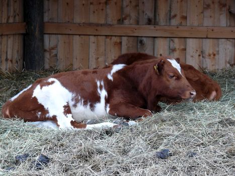 portrait of young cow laying in stable