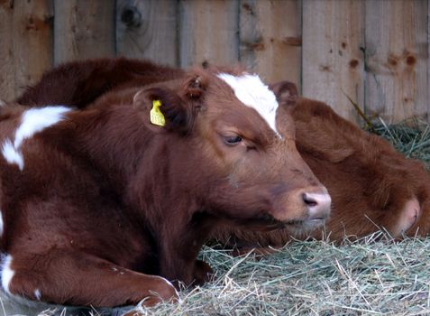 portrait of young cow laying in stable