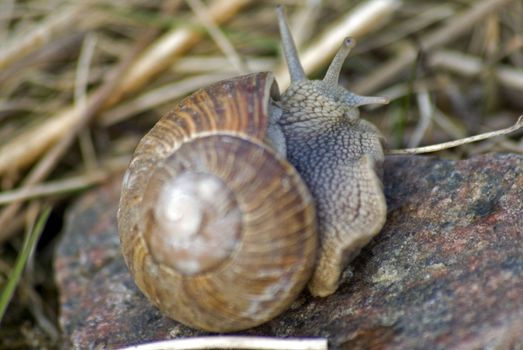 portrait of roman snail closeup on body