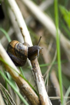 portrait of roman snail in its nature