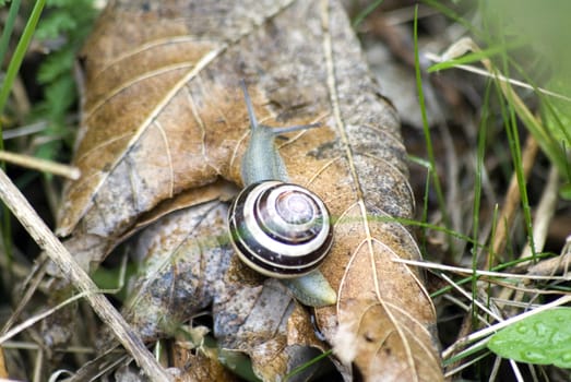 portrait of roman snail closeup on shell