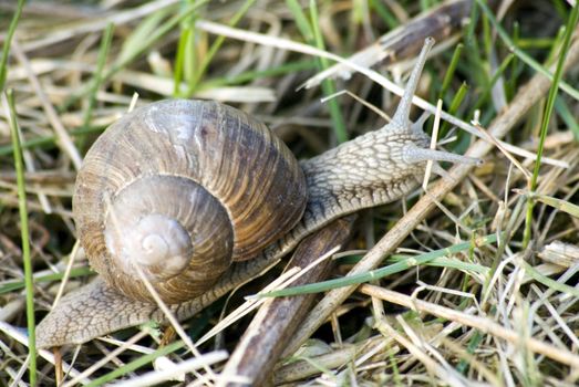 portrait of roman snail in its nature