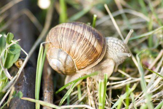 portrait of roman snail closeup on shell