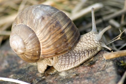 portrait of roman snail closeup on body