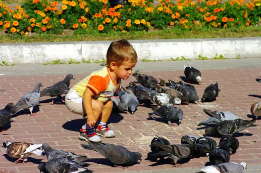 child feeding pigeon. Outdoor scene in the park