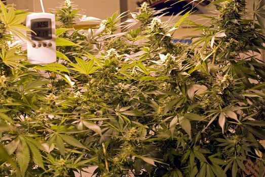 portrait of cannabis sativa growing inside cannabis factory