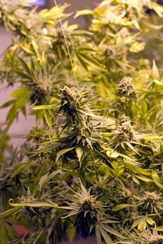 portrait of cannabis sativa growing inside cannabis factory