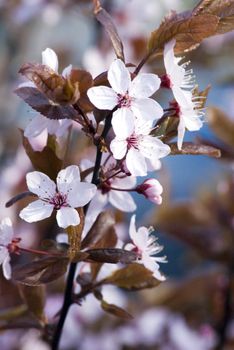 portrait of beautiful flowers on tree