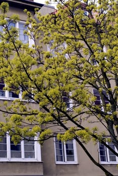 portrait of yellow flowers on a tree