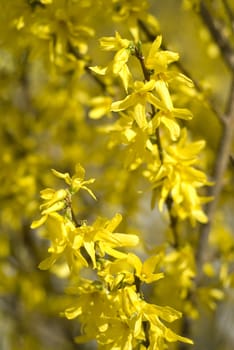 portrait of yellow flowers on yellow background