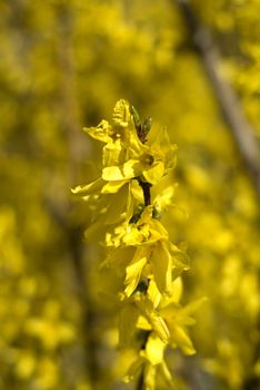 portrait of an yellow flower on yellow background