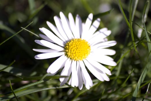 portrait of summer flower in green grass