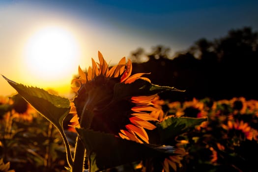 Sunflower silhouette  in the morning sunrise