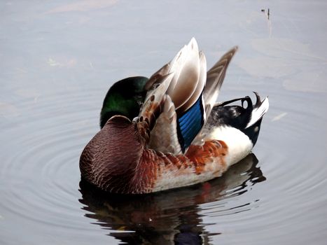 portrait of mallard duck hiding in its wings