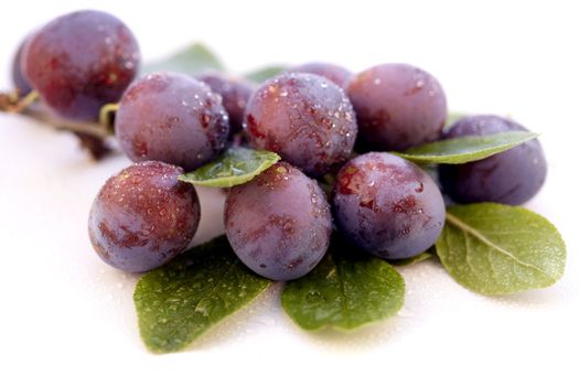 Branch with wild plums on white background