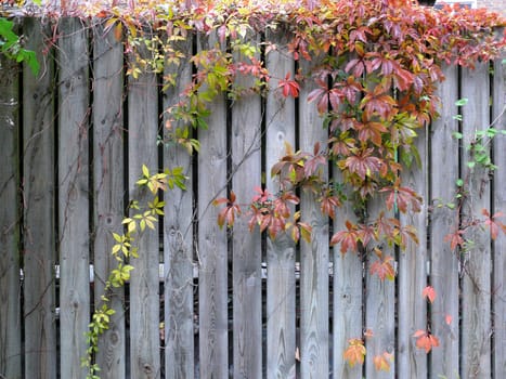 portrait of autumn background wall with climbing plant