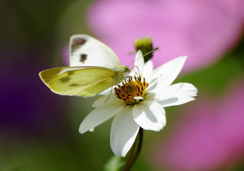 Black and white butterfly on a flower in a pink background
