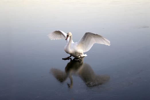 portrait of swan ice skating