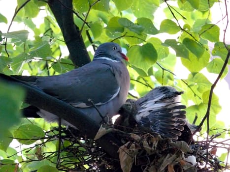 portrait of dove family at nest in tree