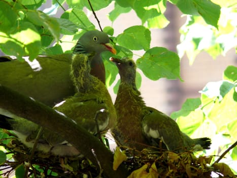 portrait of dove family at nest in tree