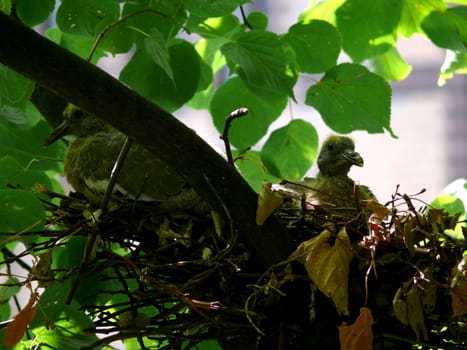 portrait of dove family at nest in tree