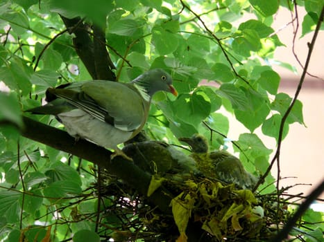 portrait of dove family at nest in tree
