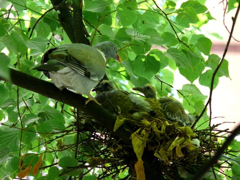 portrait of dove family at nest in tree