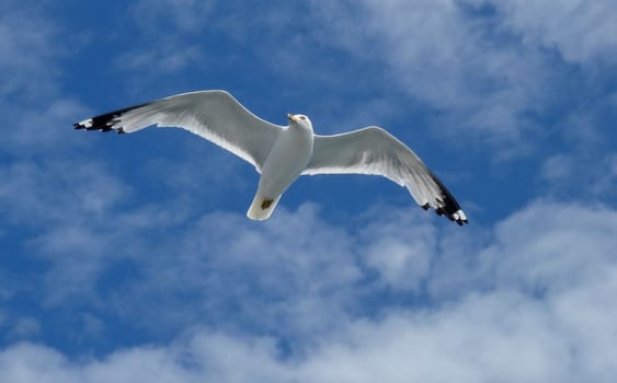 Close up of a white seagull flying in a blue sky with little clouds