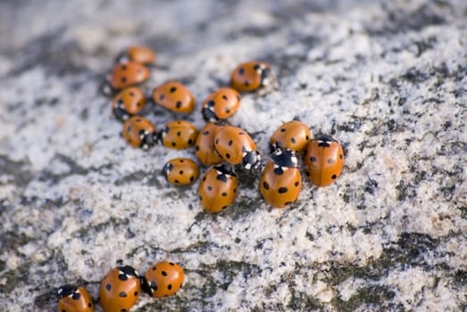 portrait of ladybug background template