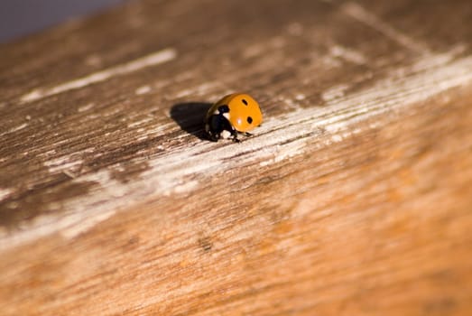 portrait of ladybug background template