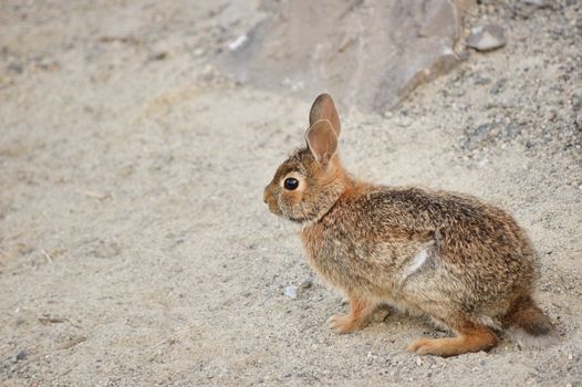Cottontail rabbit sitting on the edge of the road.