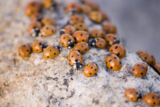 portrait of ladybug background template