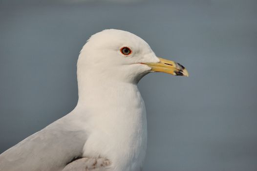 A ring-billed seagull closeup head shot.