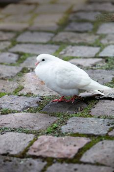white dove - close up