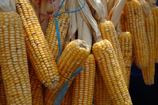 Ears of fresh corn as background

