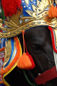 renggong horse-one of traditional ceremony heritage in indonesia