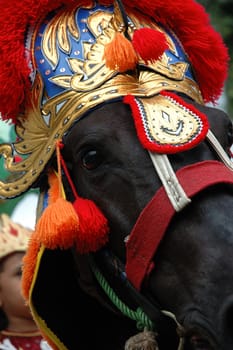 renggong horse-one of traditional ceremony heritage in indonesia